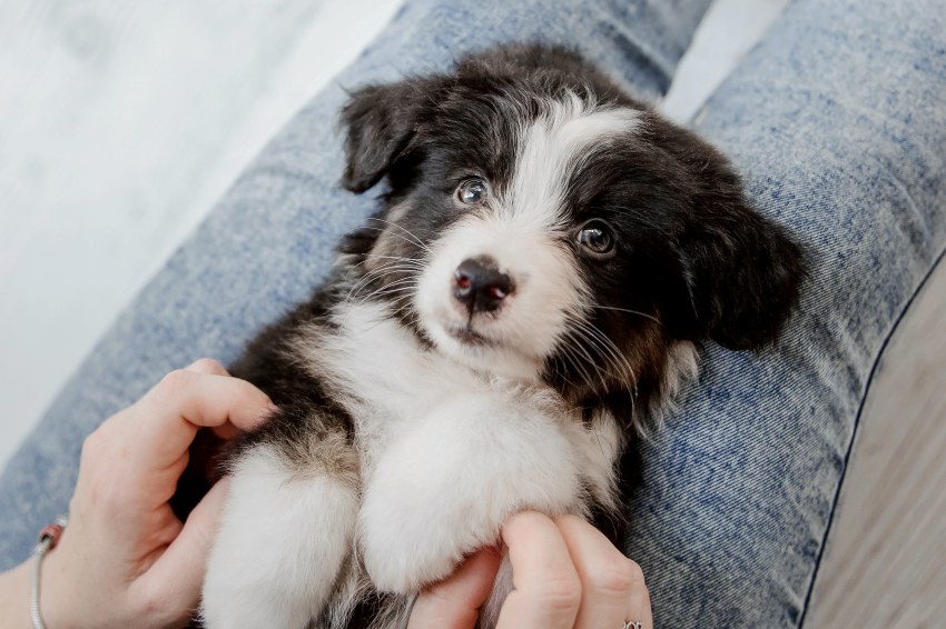 Fully Integrated Pet Care